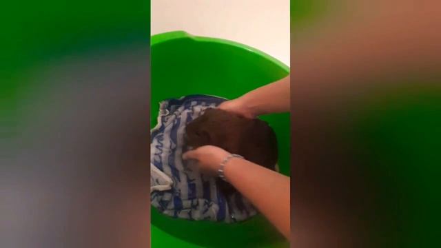 Купаем морскую свинку. Моем лапки свинке агути.? смотреть онлайн