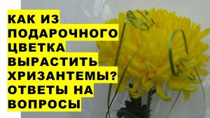 Как вырастить из подарочного цветка хризантемы много новых цветов? Вопросы - ответы