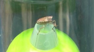 В Сочи начали борьбу с коричнево-мраморным клопом