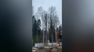 Спил деревьев Даниил