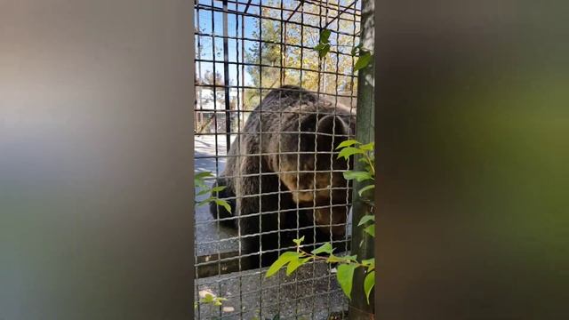 Тайган! ЭТО ЖЕСТЬ! ПОКА МЁД ЕСТЬ - ПАЛЬЦЫ не ТРОНЕТ!