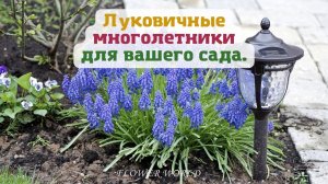 Луковичные многолетники для вашего для сада.?