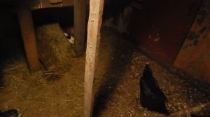 сарай для кур