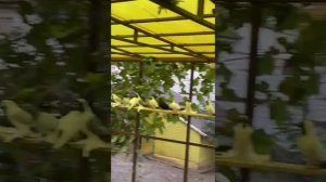 Голуби Тулы Гром питомника