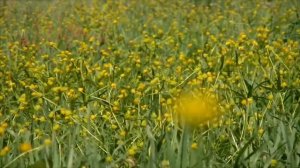 Нежная Музыка Для Снятия Стресса. Прекрасная Раслабляющая Музыка. Спокойная Мелодия.