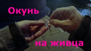 #501 #Streetfishing | Ловим окуня на живца |