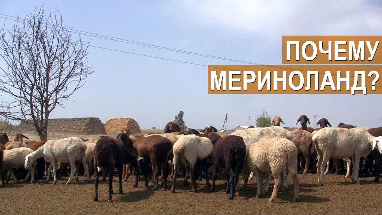 Овцы Породы Мериноланд Купить В России