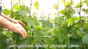 Что делать с пасынками на винограде. Работы на винограднике перед цветением.