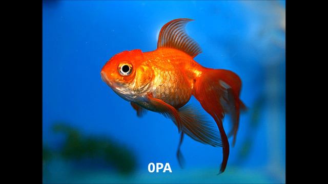 ОСВОБОЖДЕНИЕ (12.02.17) смотреть онлайн