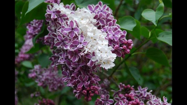 Lilac-Flower of Diabetes treatment-Spanish Storm-Jeremy Sherman смотреть онлайн