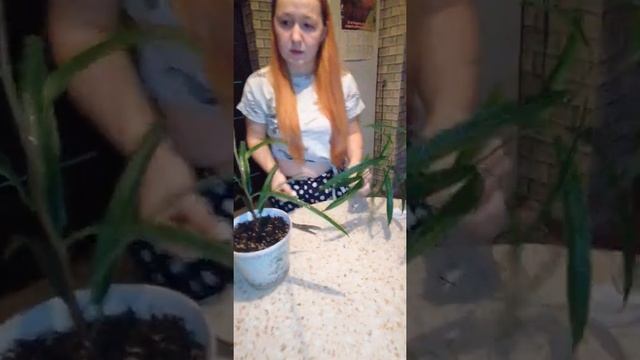 Фикус Али смотреть онлайн