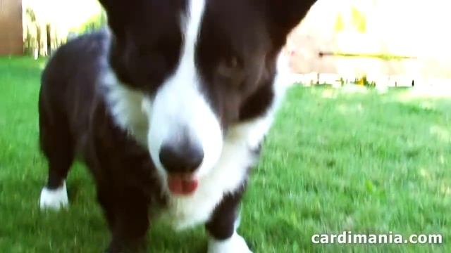 Щенки питомника "Корги на Волге" смотреть онлайн