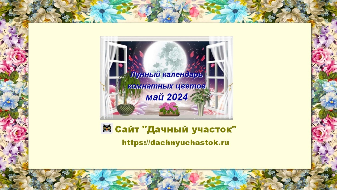 Календарь комнатных растений на октябрь 2024 года Лунный календарь комнатных цветов на май 2024 года, для любителей комнатного цве