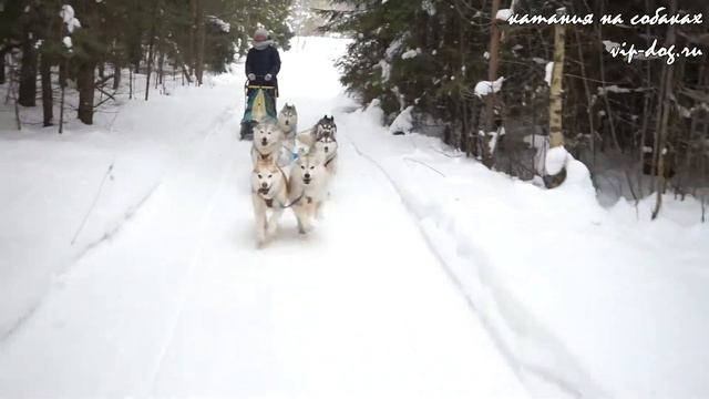 vip-dog.ru Катания на хаски. Катания на собаках. Катания на собачьих упряжках. смотреть онлайн