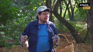 // Как собрать грибы в Краснодарском крае и не отравиться //