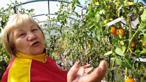 ЧЕМ ПРИМЕЧАТЕЛЕН СОРТ ТОМАТА "ОРАНЖЕВАЯ КЛУБНИКА"?