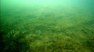 Как заставить окуня клевать в глухозимье? Есть ответ!