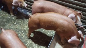 Гибриды Кантор часть 3!!! #кантор #пьетрен #дюрок