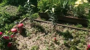 Квочка вывела цыплят/небольшой обзор моих роз