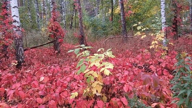Прогулка*Белочка ест с руки*ГРИБОЧКИ...Позитив))??? смотреть онлайн