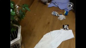 Щенки колли Разгром