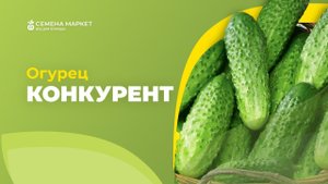 Огурец КОНКУРЕНТ | #огурцы #огород #рассада #семена #семенамаркет