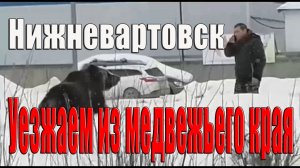 Переезд на юг Нижневартовск Сургут Краснодар Анапа Медведь в городе. Архив