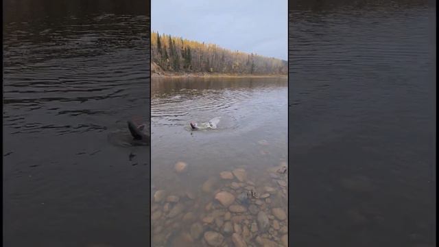 Рыбалка на реках Кольского,Белое море, Мурманская область,Семга