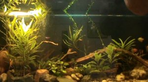 Игра блесны "Сибирь 36"