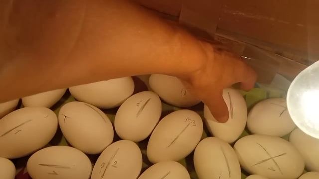 Дождалась! Гусята начали лупиться?но Мамуты ли это? смотреть онлайн