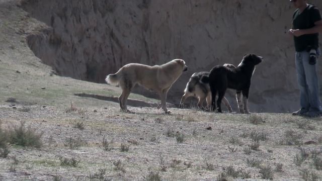 Аборигенные САО Таджикистана Саги Дахмарда Тигровый кобель "Калта"куцый смотреть онлайн