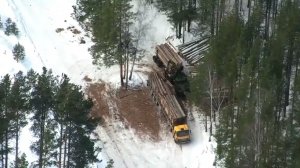 Варварски вырубается лес. Жители поселка бьют тревогу