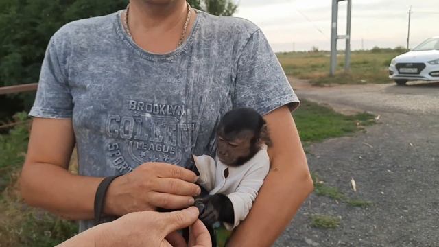 Приключения маленькой  обезьянки  по дороге на море. Алекса и @krasavchikTV