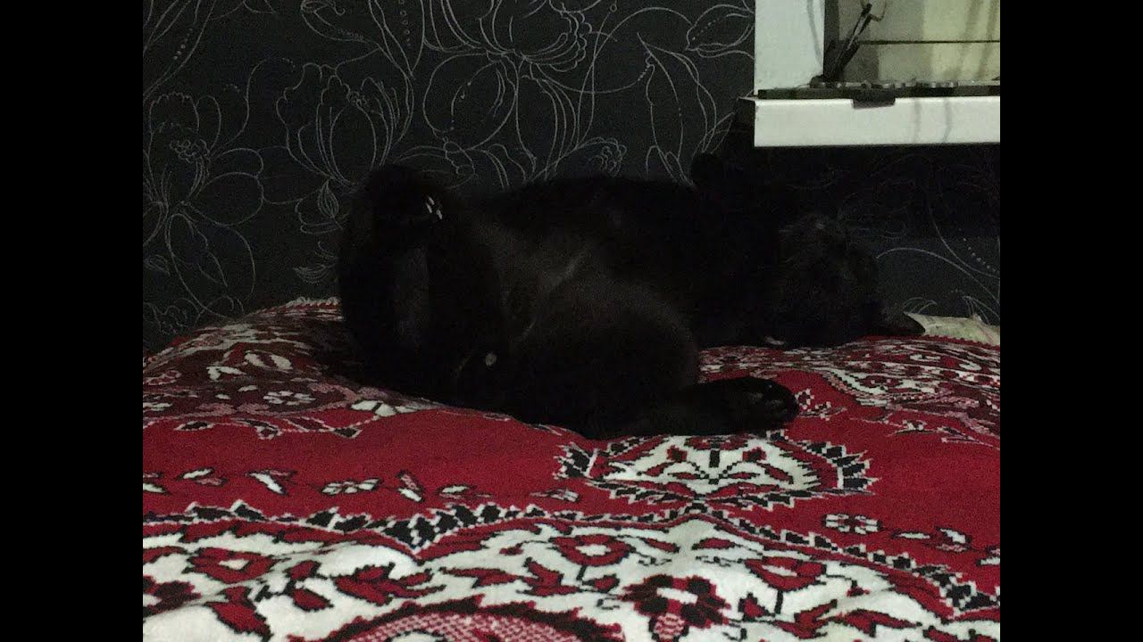 Загробная жизнь животных