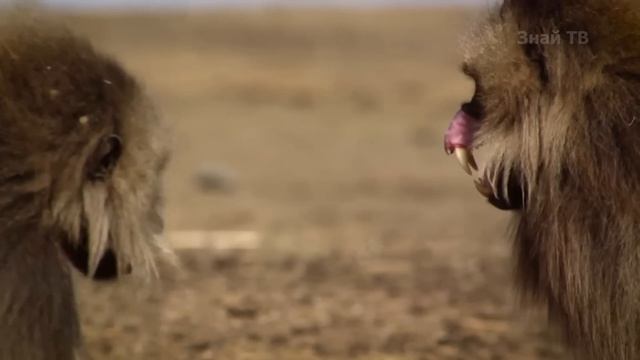 ГЕЛАДА - редкая травоядная обезьяна с огромными клыками и пышной гривой! смотреть онлайн