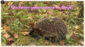 Ежик приносит удачу! The language of animals.  #pets #animals #ежик #hedgehog  #hedgehoghog