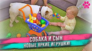 Новые игрушки заинтересовали не только ребенка, но и нашу собаку!