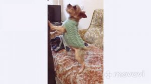 Свяжем вместе ! жилет для собачки!