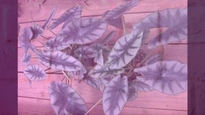 ALOCASIA DRAGON SILVER HASIL BERBURU JADI MAHAL BEGINI CARA MERAWATNYA