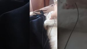 Киска  алиска   спит   1   часть