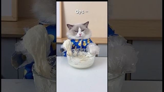 #short #Cat # Pet #Cute Chef Catie Puzzy Cooking Food | Милый кот готовит 2021