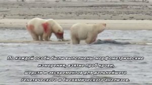 Белые медведи в заповеднике Гыданский