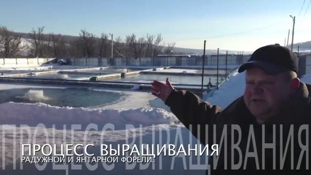 Клявлинское Форелевое Хозяйство