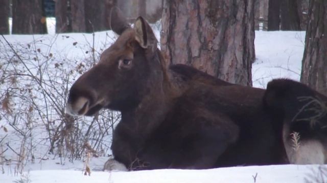 Заречный. Центральный парк "Заречье". 09.02.2020. Лоси на снегу / Moose in snow in Park "Zarechye"