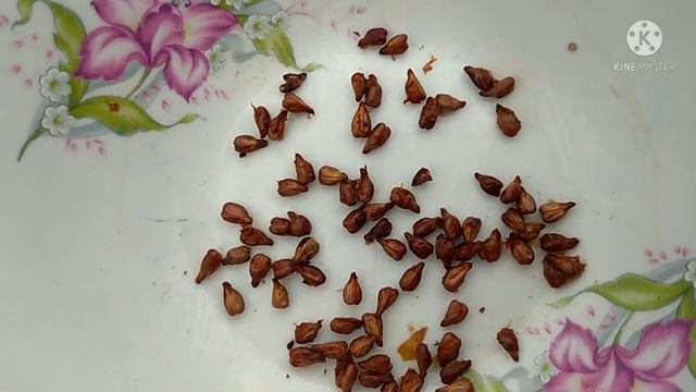 Садим под снег цветы и виноград. Где зимуют плодовые саженцы. смотреть онлайн