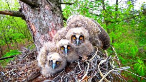 Птенцы ушастой совы Краснодарский край