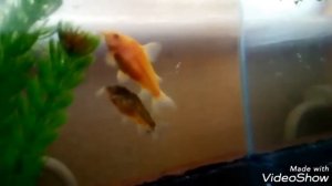 Отнерестился крапчатый сомик #2