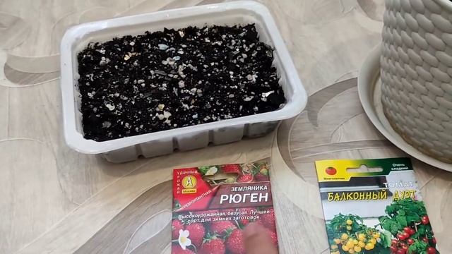 Выращиваем землянику и томаты на окне. Огород на подоконнике. Земляника Рюген. Томат балконный дуэт