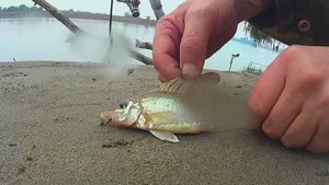 Клюнул ЕРШ- Носарь на поплавок. Рыбалка. Fishing река Кубань. Сегодня клюнул на удочку редкий Ерш