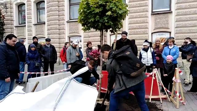 Там где клён шумит, г.Санкт-Петербург, посадка клёнов на пл.Восстания (2часть) смотреть онлайн